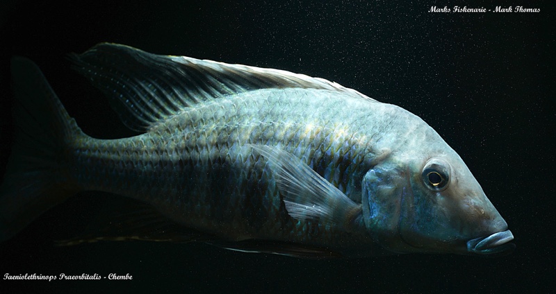 Taeniolethrinops praeorbitalis 'Chembe Beach'